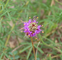 Dalea compacta