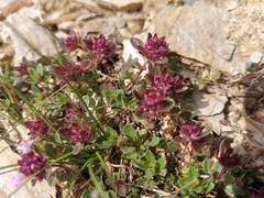 Thymus praecox polytrichus