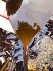 Laminaria setchellii