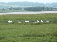 Anser caerulescens caerulescens