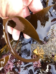 Laminaria setchellii