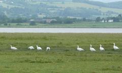 Anser caerulescens caerulescens