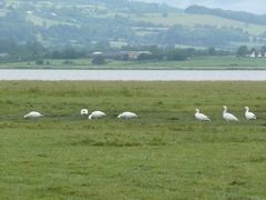 Anser caerulescens caerulescens