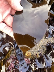 Laminaria setchellii