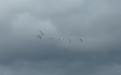 Anser caerulescens caerulescens