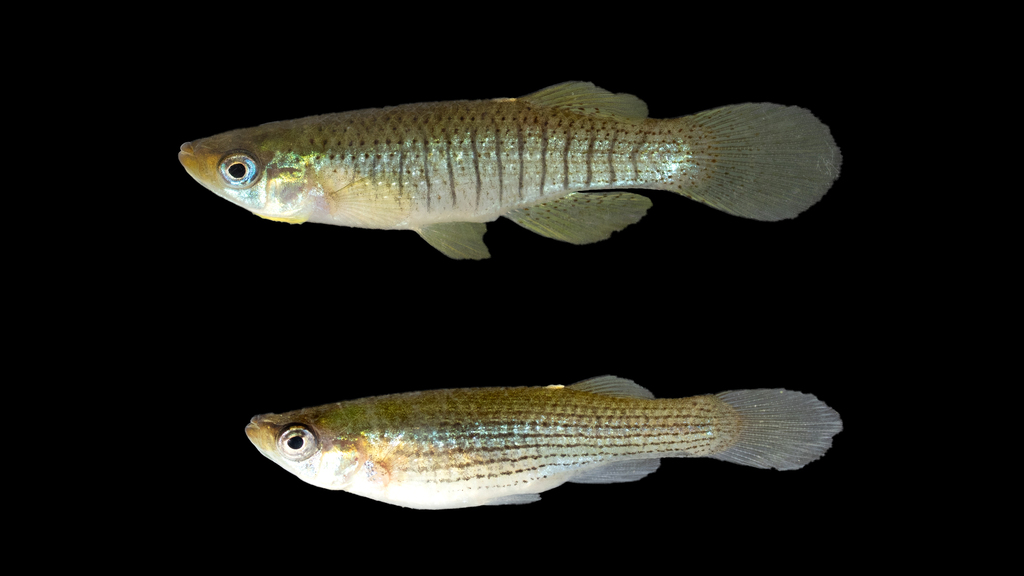 Starhead Topminnow
