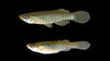 Northern Starhead Topminnow - Photo (c) beautifulbait, some rights reserved (CC BY-NC), uploaded by beautifulbait