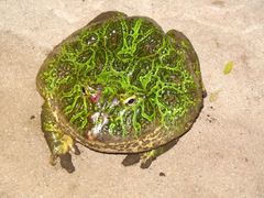 Ceratophrys ornata