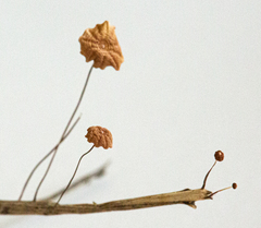Marasmius graminum