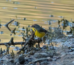 Myioborus brunniceps