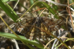 Epelis truncataria