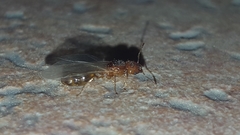 Pheidole pallidula