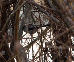 Aegithalos caudatus