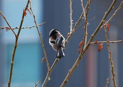 Aegithalos caudatus