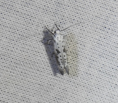 Yponomeuta irrorellus