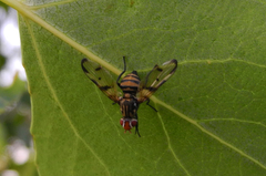 Otites formosa