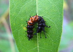 Citheronia splendens