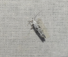 Yponomeuta irrorellus