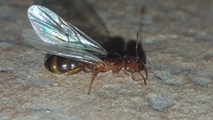 Pheidole pallidula