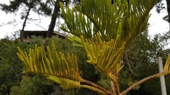 Araucariaceae
