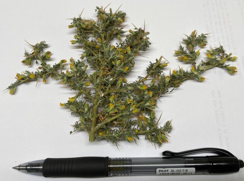 Spine Pixiepea (Melolobium calycinum)