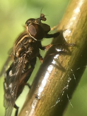 Anasimyia contracta