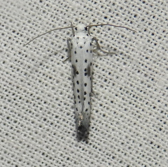 Yponomeuta irrorellus