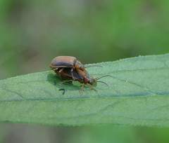 Galerucella calmariensis