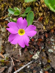 Primula parryi