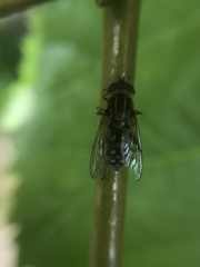 Anasimyia contracta