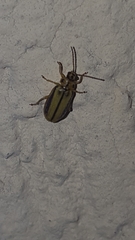 Xanthogaleruca luteola