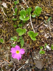 Primula parryi