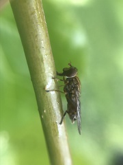 Anasimyia contracta