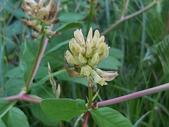 Astragalus glycyphyllos