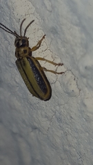 Xanthogaleruca luteola