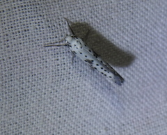 Yponomeuta irrorellus