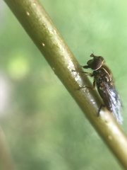Anasimyia contracta