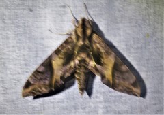 Eumorpha triangulum