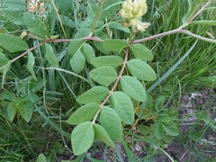 Astragalus glycyphyllos