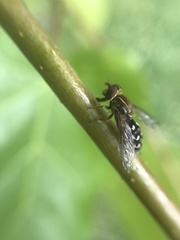 Anasimyia contracta