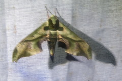 Adhemarius dariensis