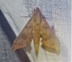 Xylophanes germen