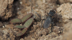 Pinacocerus nodicornis