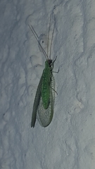 Chrysoperla mediterranea