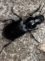 Pterostichus madidus