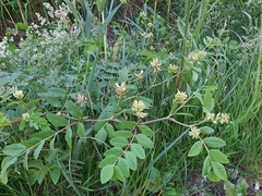 Astragalus glycyphyllos