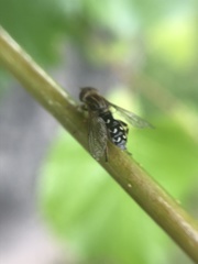 Anasimyia contracta