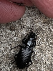 Pterostichus madidus