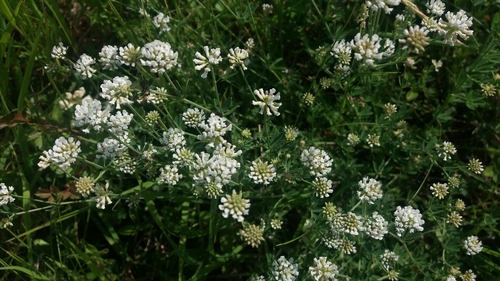 Zeljasta bjeloglavica (Lotus herbaceus)