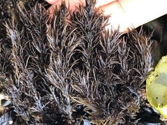 Odonthalia floccosa